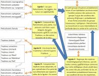 Les lignées des Tropheines