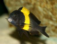 Tropheus sp. 'Black' "Kiriza"