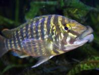 Lobochilotes labiatus