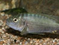 fasciolatus Burundi