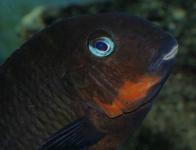 Tropheus sp. 'Mpimbwe' Red cheek