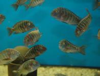 Tropheus moorii Blue rainbow