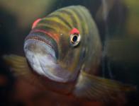 Petrochromis fasciolatus