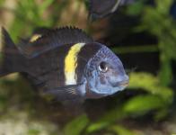 Tropheus duboisi