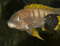 Petrochromis famula