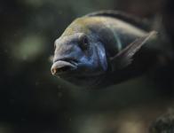 Tropheus duboisi "Kigoma"