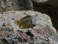 sp. 'Kavala'