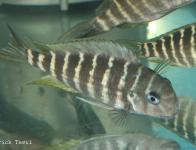 Tropheus annectens annectens