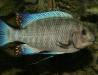 "Kipili"
