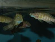 cyanostictus