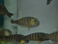 Tropheus brichardi Canary cheek