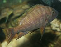 Petrochromis horii