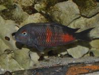 Tropheus sp. 'Black' "Bulu point"