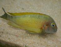 Tropheus moorii Musanga