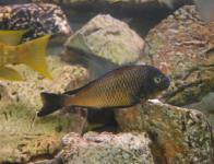 golden Kazumba