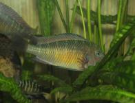 Tropheus moorii red rainbow "Kantalamba"