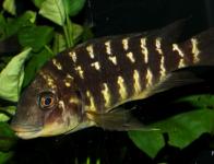 sp. 'Kipili brown'