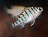 Limnotilapia dardennii