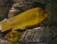 Petrochromis ephippium