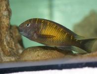 Tropheus moorii "Kasakalawe"