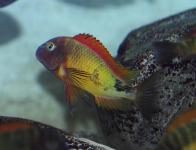 Tropheus moorii Yellow rainbow