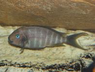 Tropheus annectens polli