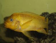 Mpimbwe Moshi yellow