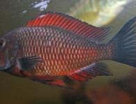 Tropheus sp. 'Red'
