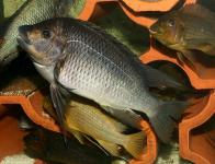 sp. aff polyodon 5 Texas