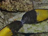 Tropheus sp. 'Black'
