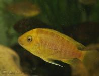 sp. 'Gold' "Mtoto" yellow