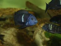 Tropheus duboisi "Bemba"