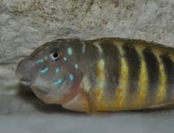 "Kigoma"