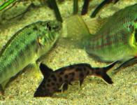 Ctenochromis