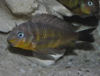 Tropheus brichardi