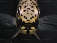 Ctenochromis Horei