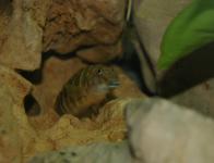 marksmithi