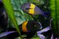 bemba biodivmax