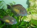 docfish 7