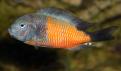 bulupoint dominé biodivmax