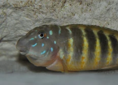 "Kigoma"