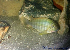 Simochromis