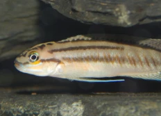Telmatochromis bifrenatus