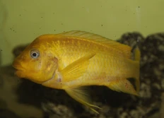 Mpimbwe Moshi yellow