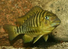marcrognatus Ikola kambo