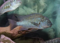 Texas "Magambo" et "Bulu point"