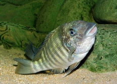 Texas "Luagala Point"