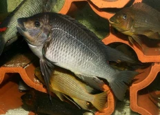 sp. aff polyodon 5 Texas