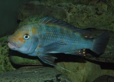 kazumbe blue