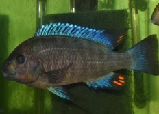sp. aff polyodon 2 Giant